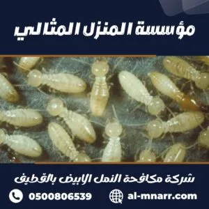 شركة مكافحة النمل الابيض