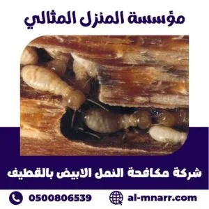 شركة مكافحة النمل الابيض بالقطيف