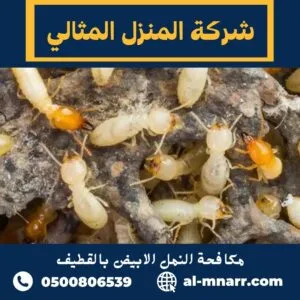مكافحة النمل الابيض بالقطيف
