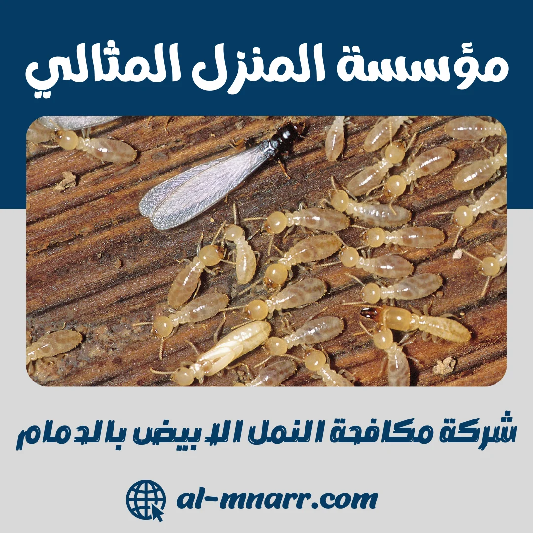 شركة مكافحة النمل الابيض بالدمام رش النمل الابيض و الارضة بالدمام