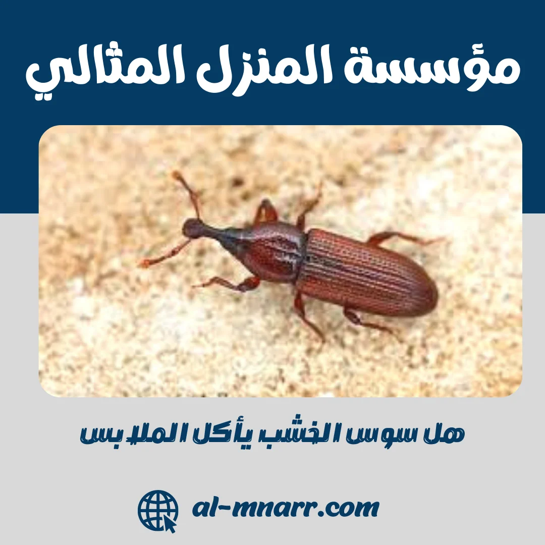 هل سوس الخشب يأكل الملابس
